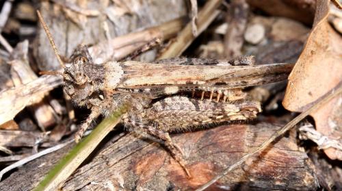 Réf. 28 776 : Acrotylus sp.