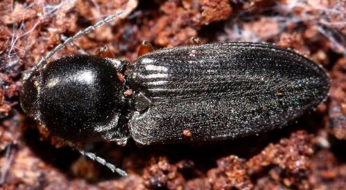 Cardiophorus rufipes