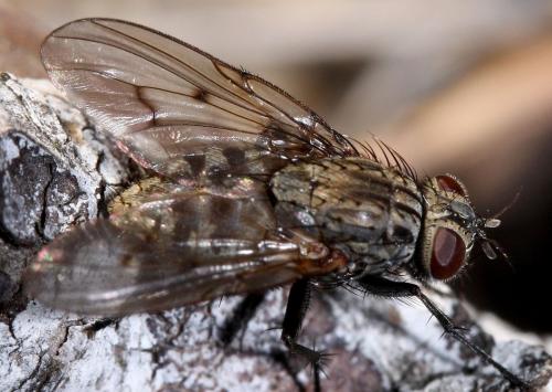 Réf. 28 827 : Helina evecta