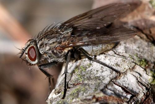 Réf. 28 828 : Helina evecta