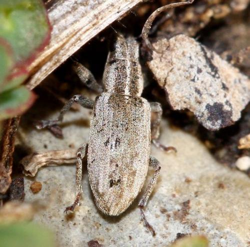 Réf. 28 857 : Sitona sp.