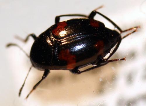 Réf. 28 054 : Scaphidium quadrimaculatum