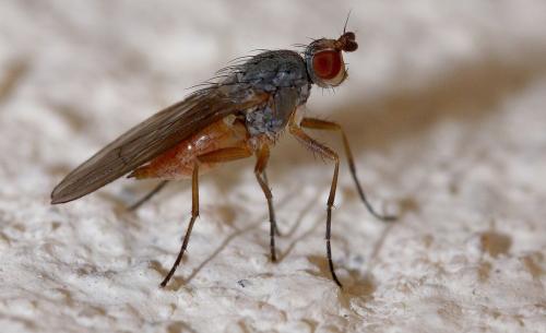 Réf. 28 873 : Tephrochlamys sp.