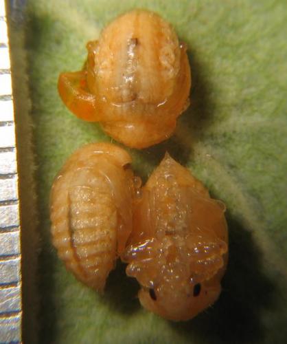 Chrysolina americana