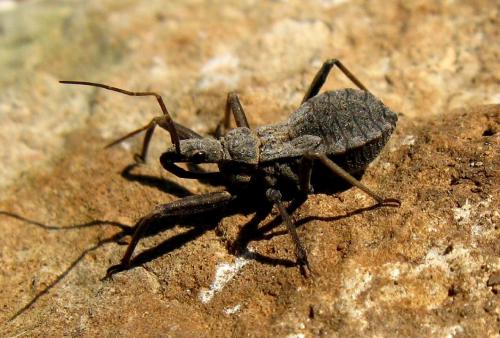 Réf. 28 870 : Rhynocoris erythropus