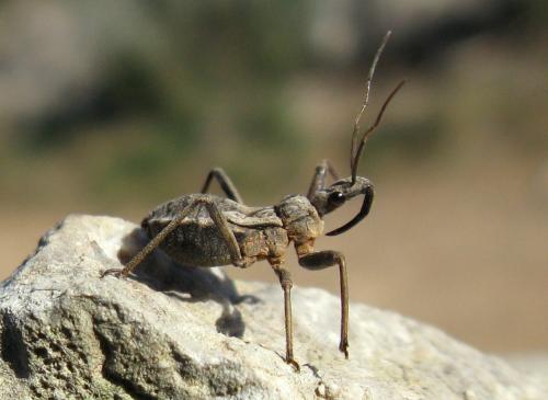 Rhynocoris erythropus