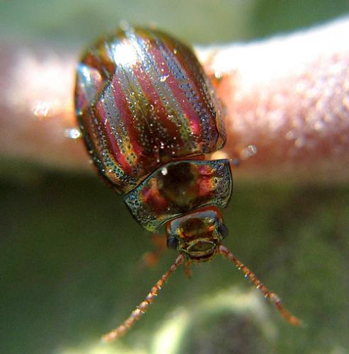 Réf. 28 773 : Chrysolina americana