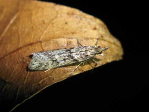 Eudonia angustea