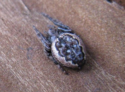 Nuctenea umbratica