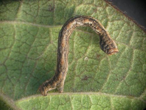 Peribatodes sp.
