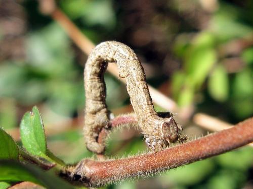 Peribatodes sp.