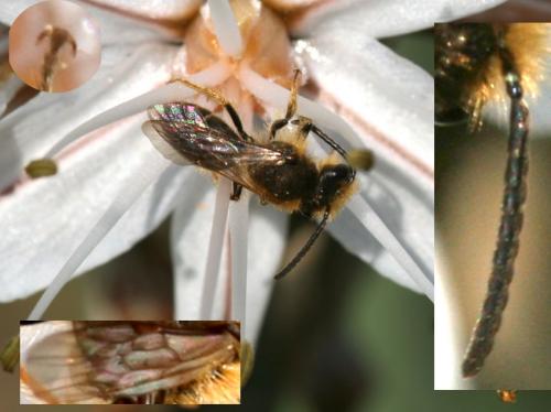 Réf. 28 942 : Andrena sp.