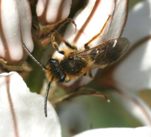 Andrena sp.