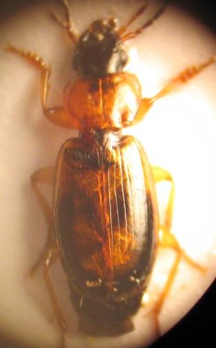 Badister bullatus