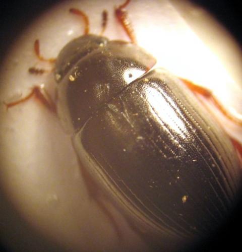 Réf. 28 568 : Hydrobius fuscipes