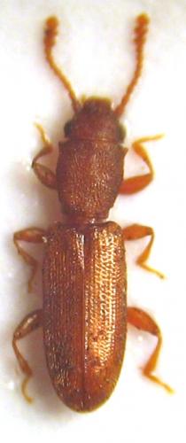 Silvanus unidentatus