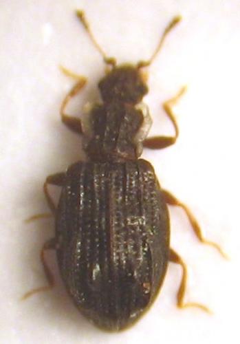 Réf. 28 746 : Cartodere nodifer