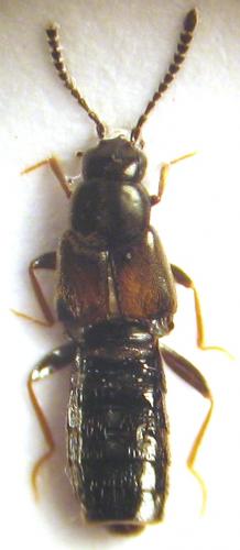 Atheta sp.