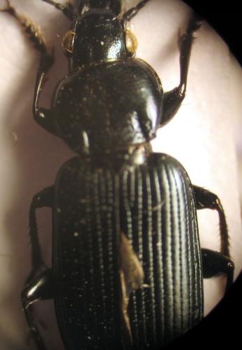 Poecilus puncticollis