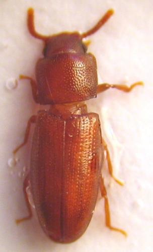 Palorus depressus