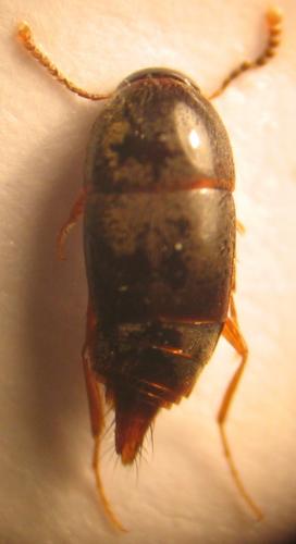 Réf. 28 934 : Sepedophilus testaceus