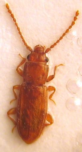 Réf. 28 936 : Placonotus testaceus