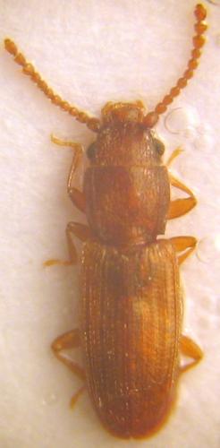 Réf. 28 935 : Cryptolestes duplicatus