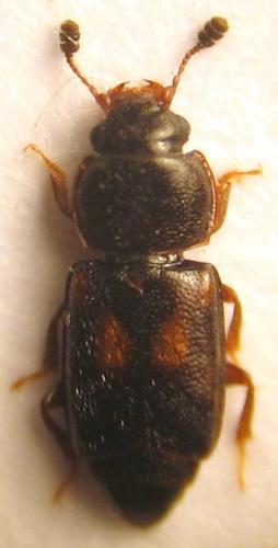 Réf. 28 957 : Carpophilus sexpustulatus