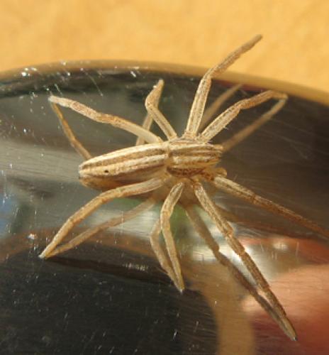 Tibellus sp.