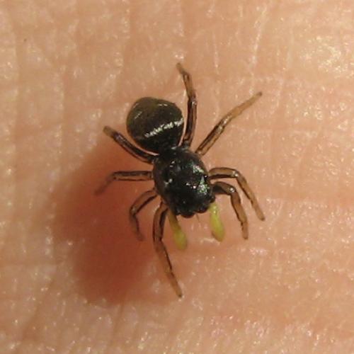 Heliophanus sp.