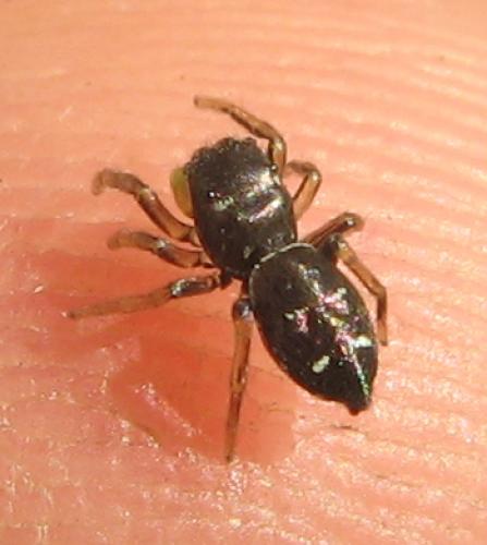 Heliophanus sp.