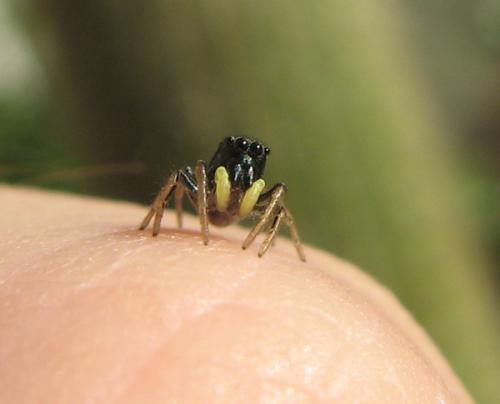 Heliophanus sp.