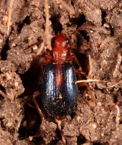 Brachinus sclopeta