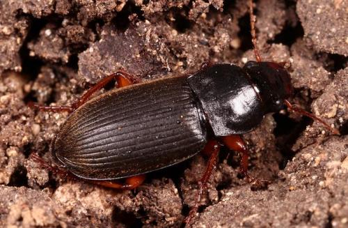 Réf. 28 970 : Pseudoophonus rufipes
