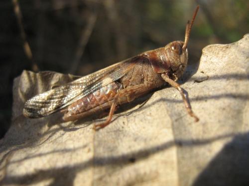 Réf. 28 253 : Aiolopus strepens