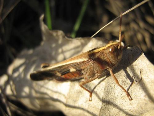 Réf. 28 255 : Aiolopus strepens