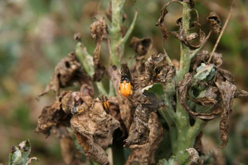 Réf. 28 441 : Eurydema sp.