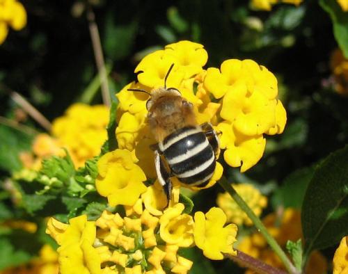 Réf. 28 147 : Amegilla sp.