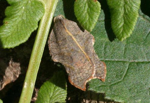 Acleris emargana