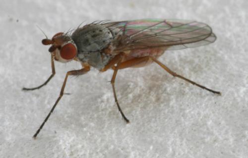 Réf. 28 101 : Tephrochlamys rufiventris