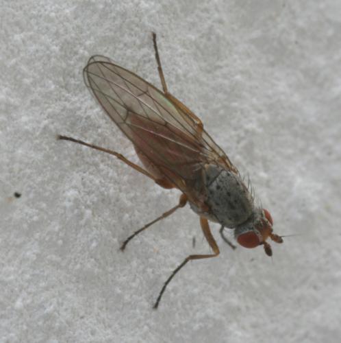 Réf. 28 103 : Tephrochlamys rufiventris