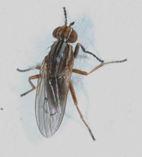 Pherbellia cinerella