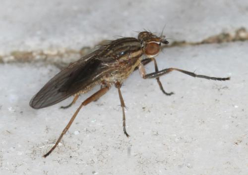 Pherbellia cinerella