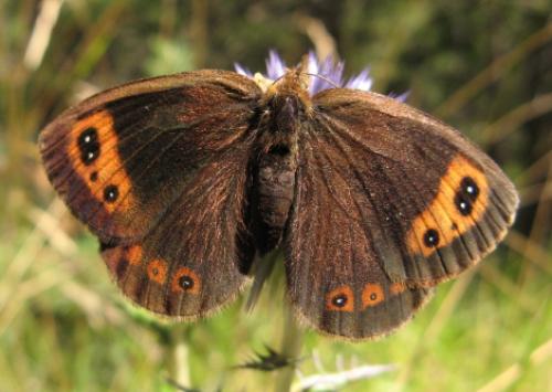 Erebia neoridas