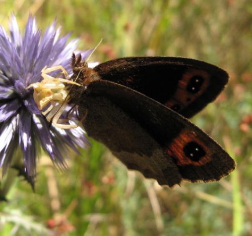 Erebia neoridas