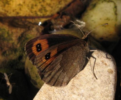 Erebia neoridas