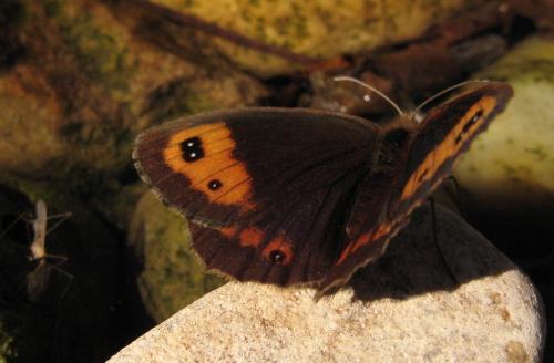 Erebia neoridas