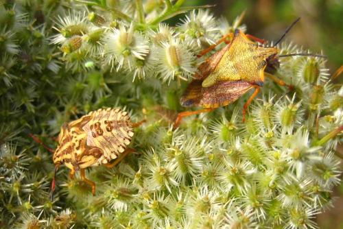 Carpocoris mediterraneus atlanticus