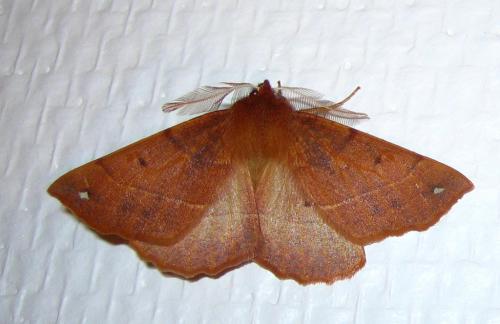 Réf. 28 535 : Colotois pennaria