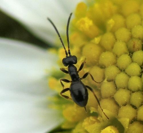 Réf. 28 185 : Cryptinae inconnu